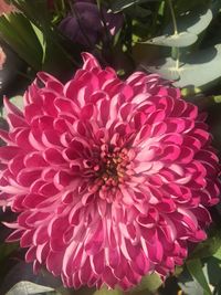 Close-up of passion flower blooming outdoors