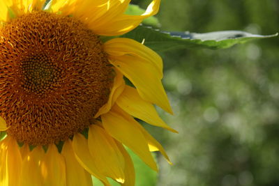 Close-up of sunflower