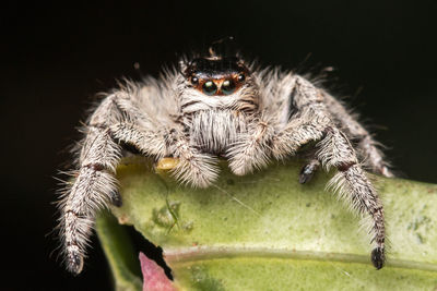 Close-up of spider on leaf against black background