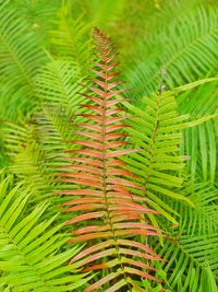 Close-up of green leaves on tree in forest