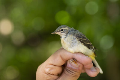 Close-up of hand holding small bird