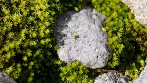 Close-up of grass