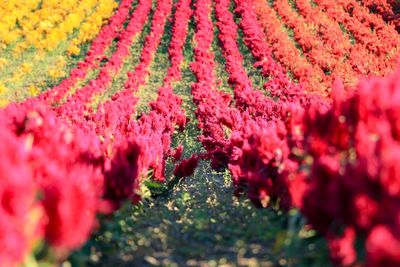 Close-up of red flowering plant in park