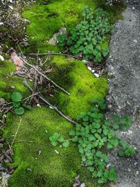 High angle view of moss growing in park