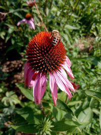 Close-up of bee pollinating on eastern purple coneflower