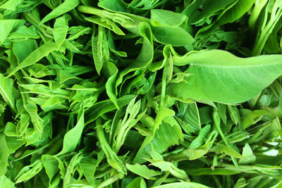 Full frame shot of green leaves