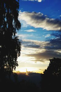 Silhouette of trees at sunset