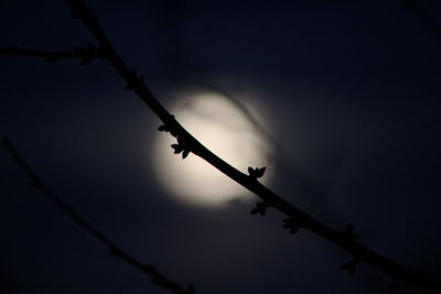 Low angle view of trees against sky