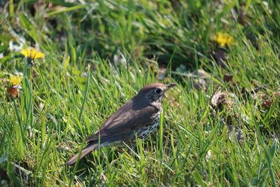 Bird perching on a field