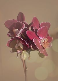 Close-up of pink flowers
