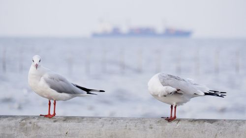 Seagulls perching on a beach