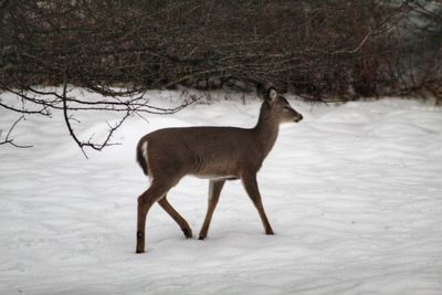 View of deer on snow covered field