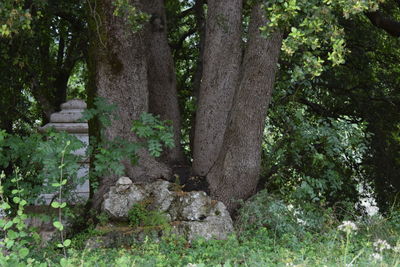 Plants growing on tree trunk