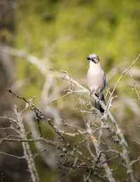 Close-up of bird perching on branch