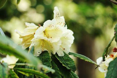 Close-up of flower blooming outdoors