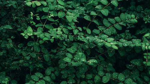 Full frame shot of plants