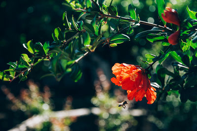 Close-up of red flowering plant