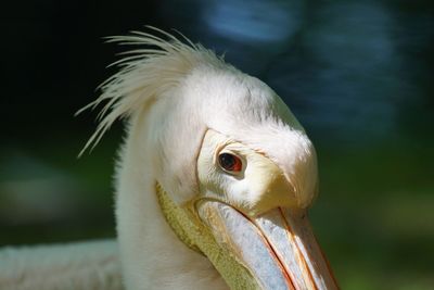 Close-up of pelican