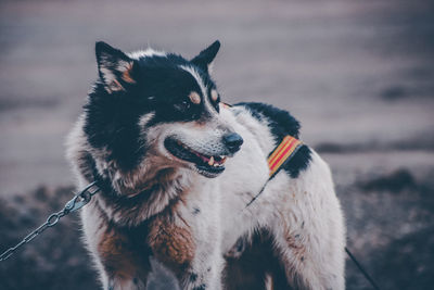 Close-up of dog looking away