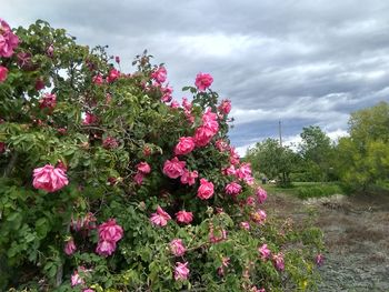 Pink flowering plants on field against sky