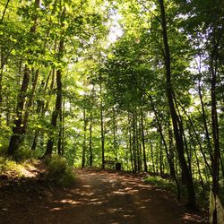 Empty road passing through forest