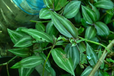 High angle view of fresh green plant