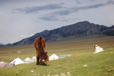 There is a brownish red wild horse eating grass on the beautiful green grassland