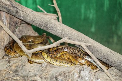 Close-up of snakes on a branch