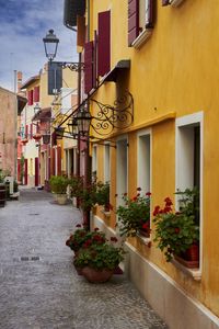Potted plants on street amidst buildings in caorle city