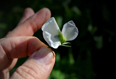 Close-up of hand holding white rose flower