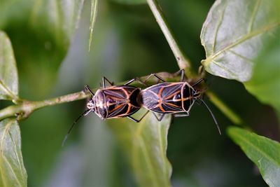 A mating pair of insect on leaf