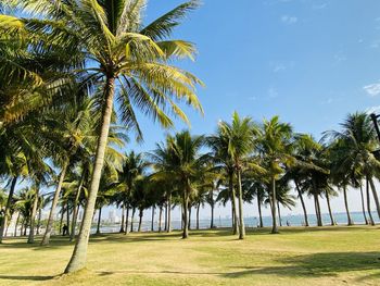 Palm trees against sky