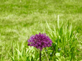 Close-up of purple flowering plant on field