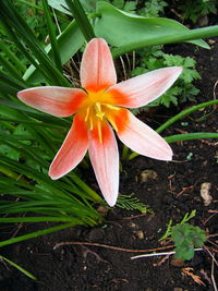 Close-up of day lily