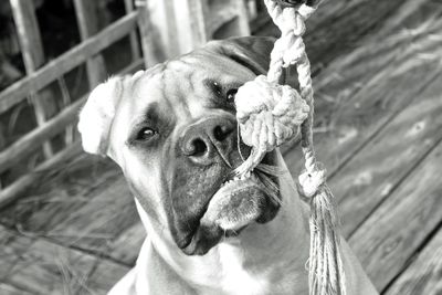 Close-up of bullmastiff biting rope on boardwalk