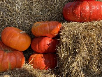 View of pumpkins on hay stack