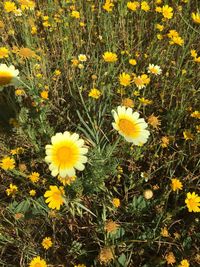 Close-up of yellow flowers blooming outdoors