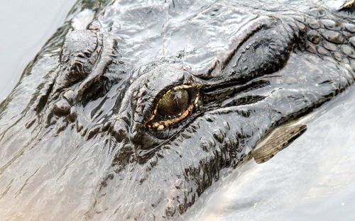 Close-up of alligator in lake