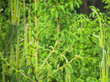Close-up of green leaves in forest