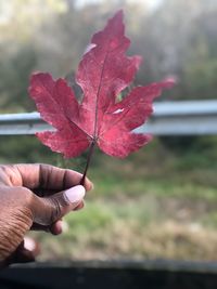 Close-up of hand holding maple leaf during autumn