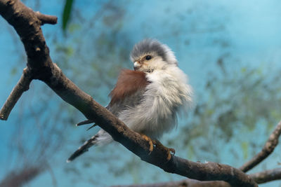 Close-up of bird perching on branch