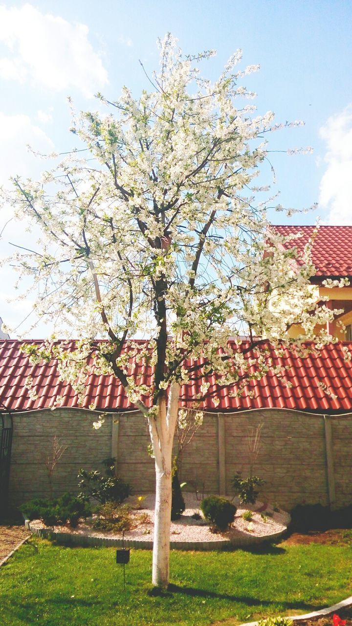 building exterior, tree, built structure, architecture, sky, branch, flower, grass, growth, house, low angle view, lawn, day, nature, sunlight, outdoors, park - man made space, cloud - sky, freshness, no people