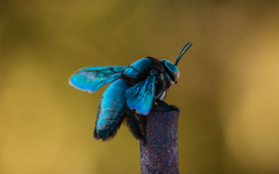 Close-up of a blue flower