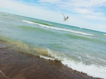 Seagull flying over sea shore