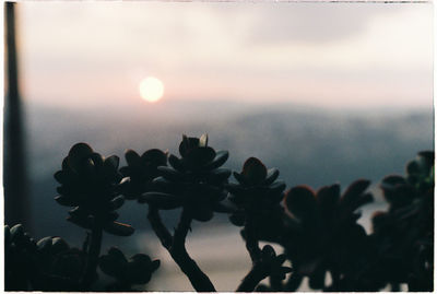 Close-up of flowering plant against sky during sunset