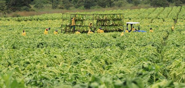 Scenic view of agricultural field