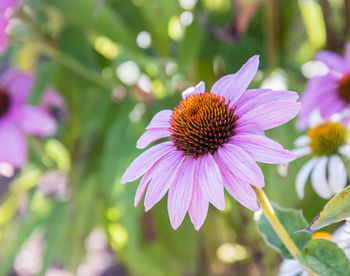 Close-up of pink flower