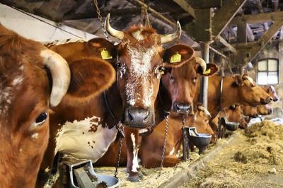 Cows in a shed