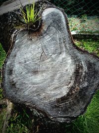 High angle view of tree stump