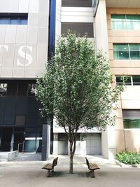 View of tree in greenhouse